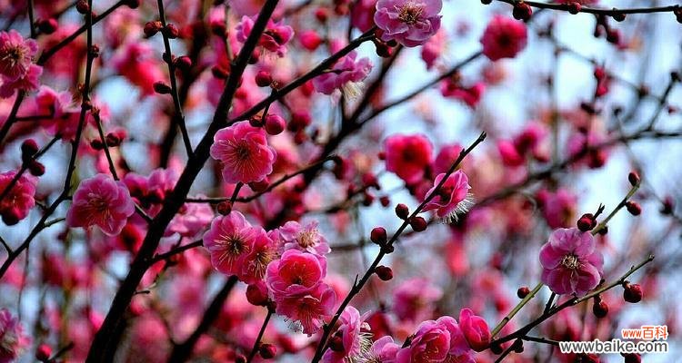 寒梅傲雪 梅花的象征意义及文化内涵