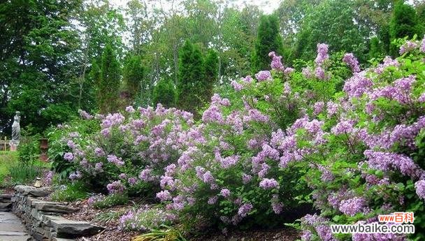 解析落叶灌木的重要性及适应能力 探究落叶灌木的意义和特点