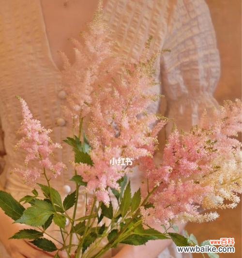 探寻新妇花语的神秘力量 新妇花语与其寓意