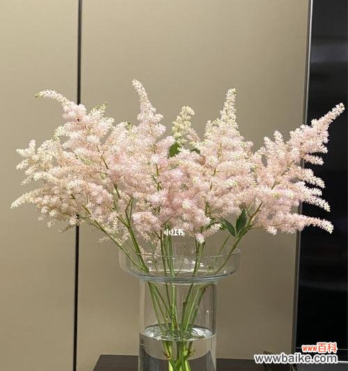 探寻新妇花语的神秘力量 新妇花语与其寓意