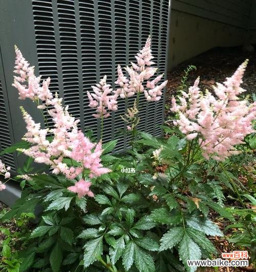 探寻新妇花语的神秘力量 新妇花语与其寓意