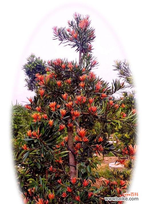 探寻罗汉松的历史渊源和寓意内涵 罗汉松