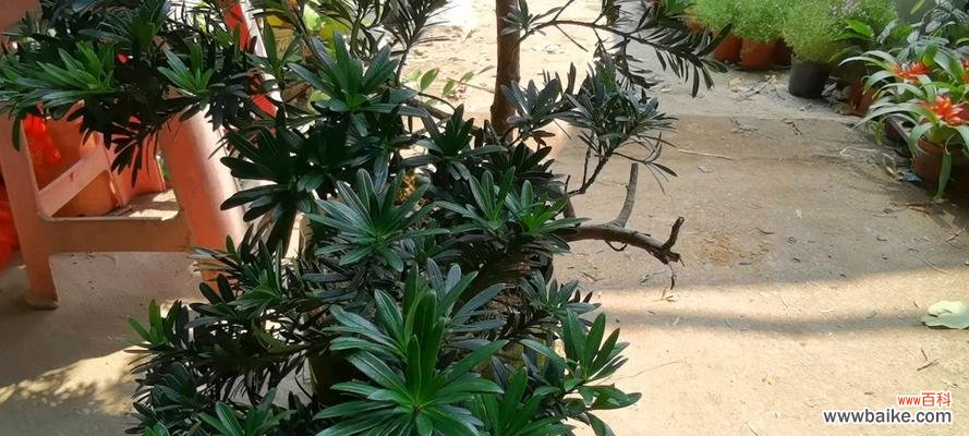 探寻罗汉松的历史渊源和寓意内涵 罗汉松