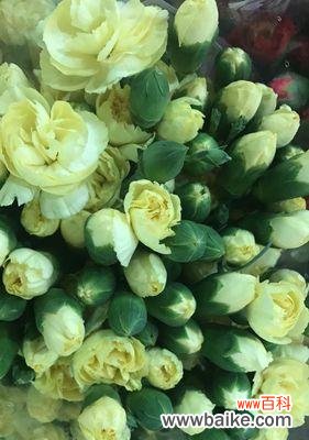 纯真 绿色康乃馨花语之意义与传承