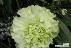 纯真 绿色康乃馨花语之意义与传承