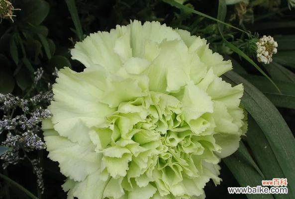 纯真 绿色康乃馨花语之意义与传承