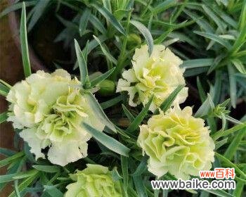 纯真 绿色康乃馨花语之意义与传承