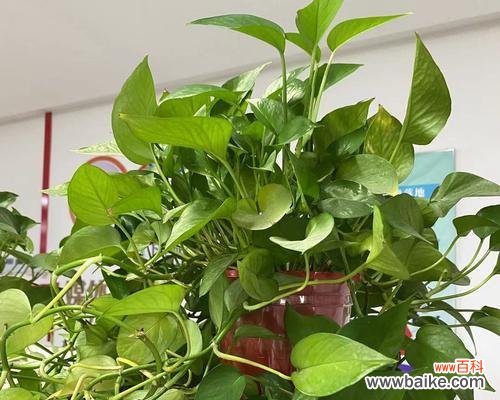 绿萝花语的深刻内涵和寓意 绿萝花语之美