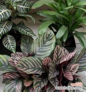 探寻猫眼竹芋的神秘象征及美丽花语 猫眼竹芋的花语与意义