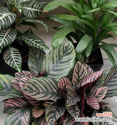 探寻猫眼竹芋的神秘象征及美丽花语 猫眼竹芋的花语与意义