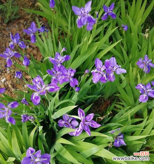 探寻猫尾草的花语 猫尾草花语与寓意