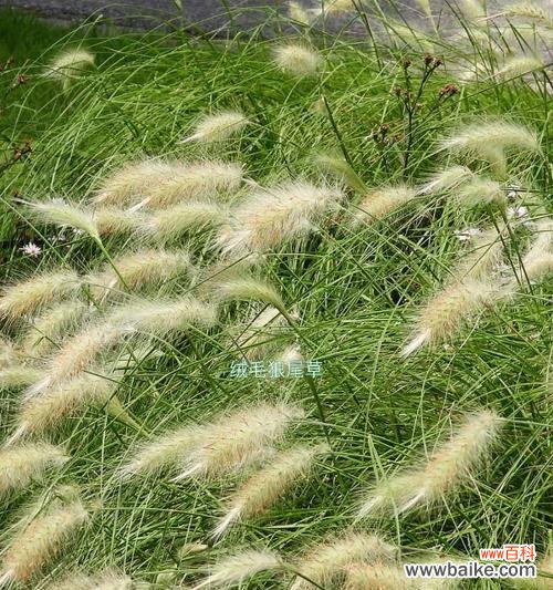 探寻猫尾草的花语 猫尾草花语与寓意