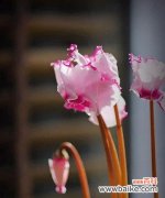 探寻猫尾草的花语 猫尾草花语与寓意