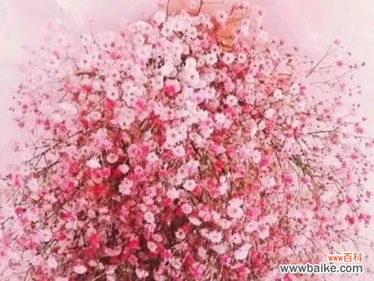 揭示满天星花的深刻寓意 满天星花语