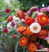 解读麦秆菊的花语与象征意义 麦秆菊花语的深意