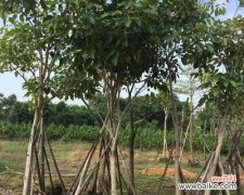 探索米径的起源 米径的定义与意义