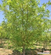 打造绿色城市 苗木全冠的特点及意义