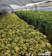 探究苗木地径对植物生长的影响及其应用前景 苗木地径的意义与价值