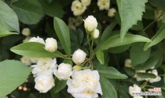 探索苗龄的含义 苗龄的定义及其重要性