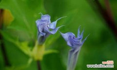 解读绵毛水苏的花语 绵毛水苏的花语及其象征意义