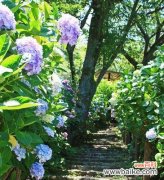 木绣球的花语和象征意义 以木绣球花语