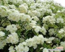 探寻木香花的神秘与美丽 木香花的花语与意义