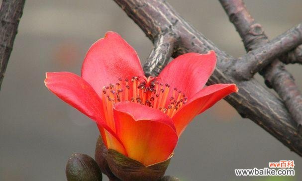 用木棉花的芬芳与韧劲诠释人生的奋斗与期待 木棉花之美