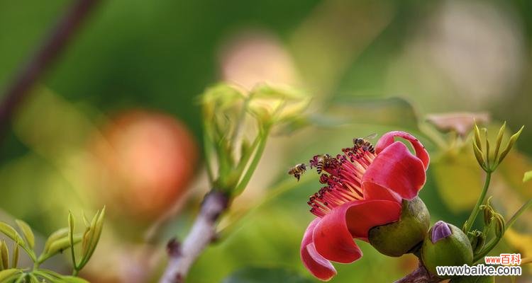 用木棉花的芬芳与韧劲诠释人生的奋斗与期待 木棉花之美