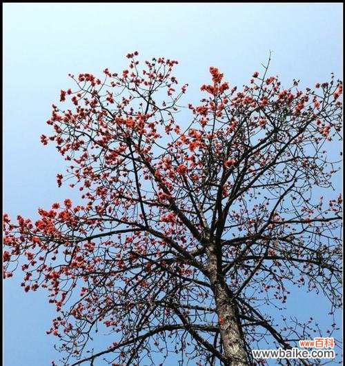 木棉花的花语及象征意义 木棉花开，寓意美好生活