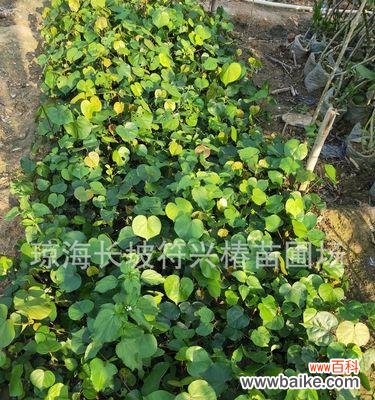 蓬径的定义与特征 探寻蓬径之奥秘