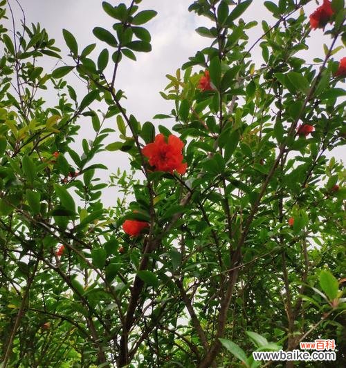 蓬径的定义与特征 探寻蓬径之奥秘