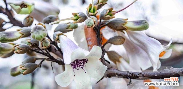 传递爱与期待的桐花花语 桐花的花语与美丽