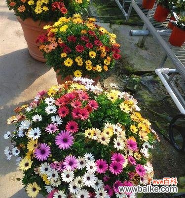 探索南非万寿菊的花语 南非万寿菊的花语及其意义