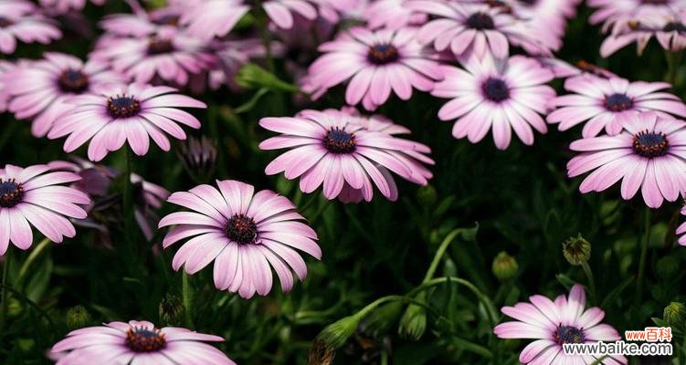 探索南非万寿菊的花语 南非万寿菊的花语及其意义