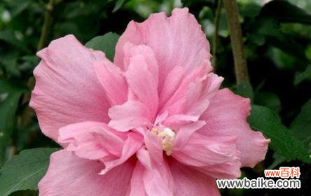 以木槿为主题的花语传递出的情感与寓意 木槿花语