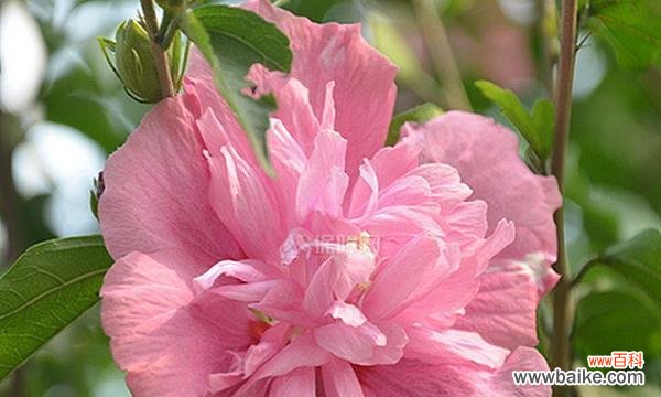 以木槿为主题的花语传递出的情感与寓意 木槿花语