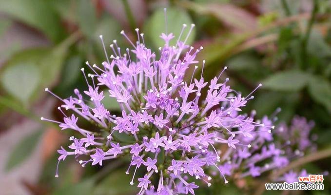 探索七色堇花语的多彩世界 七色堇花语的美丽寓意