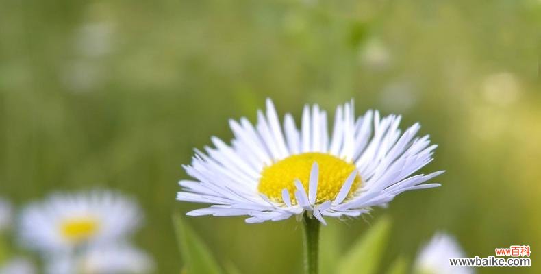 探索七色堇花语的多彩世界 七色堇花语的美丽寓意