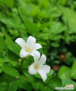 七里香的花语传递出的美好寓意 七里香的花语与寓意