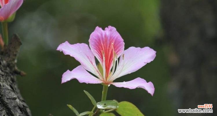 日本早樱的花语与寓意 盛开的樱花寓意的绽放