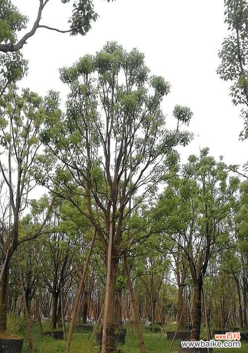 探索全冠香樟的来历 全冠香樟是什么意思