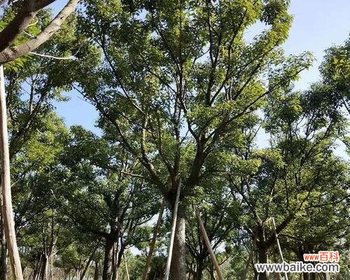 探索全冠香樟的来历 全冠香樟是什么意思