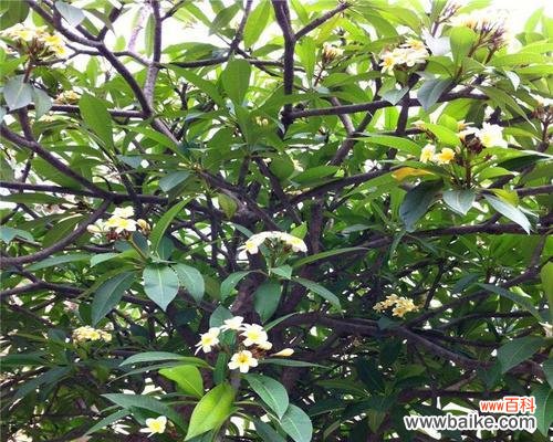 探索全冠树的特征与生态奥秘 全冠树