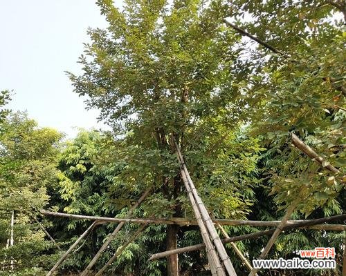 乔木胸径对树木生长和管理的重要性 乔木胸径的定义、测量与意义