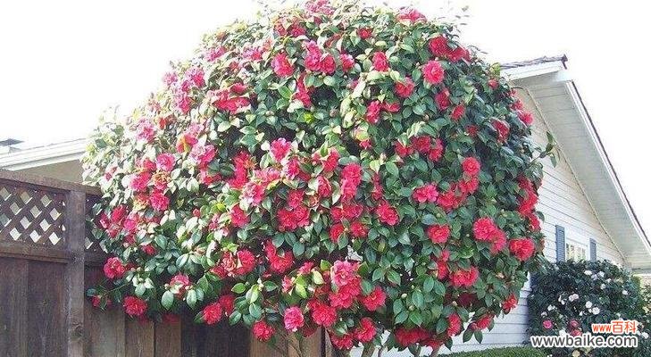 乔木胸径对树木生长和管理的重要性 乔木胸径的定义、测量与意义