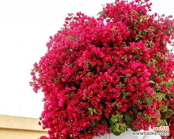 探寻三角梅的特点与象征意义 三角梅