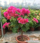 探寻三角梅的特点与象征意义 三角梅