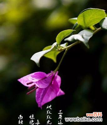 探寻三角梅花的秘密 三角梅的花语与象征意义