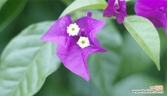 揭开三角梅的神秘面纱 三角梅花语与寓意的探索