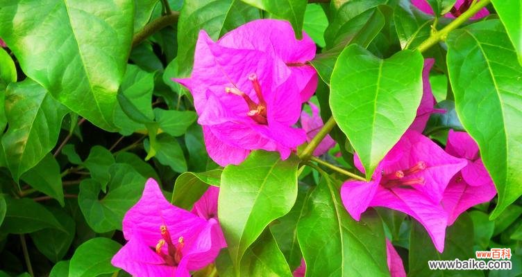 揭秘三角梅的花语与传说 三角梅之花语与传说